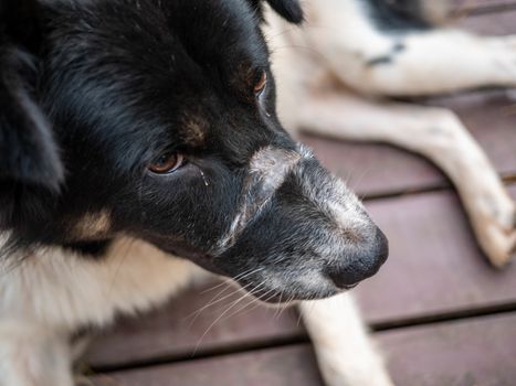 Black-white long fur dog lying on the ground in a pine forest.