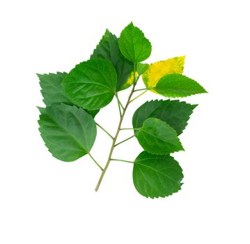 Green leaves in Northern Thailand, isolated on white background.