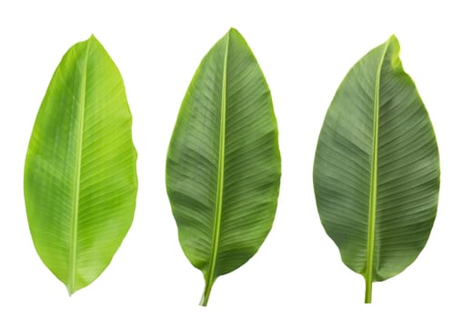 Fresh banana leaves isolated on white background with clipping path.