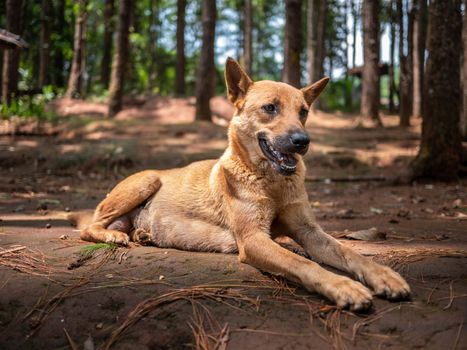 Brown short-haired dog lying on ground at a camping spot in a pine forest.