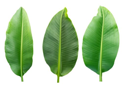 Group of Fresh banana leaves isolated on white background with clipping path.