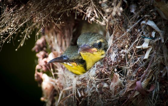 Close up of Olive-backed Sunbird family; baby bird in a bird nest hanging on tree branch waiting food from mother. Common birds in Asia, it reuse scrap for nesting materials. Selective focus.