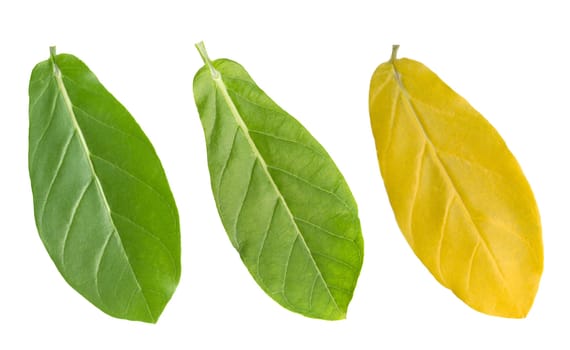 Tropical leaves isolated on white background with clipping path.