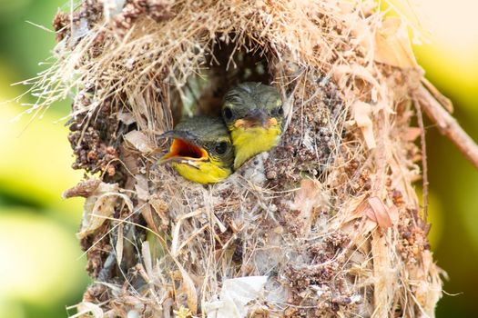 Close up of Olive-backed Sunbird family; baby bird in a bird nest hanging on tree branch waiting food from mother. Common birds in Asia, it reuse scrap for nesting materials. Selective focus.