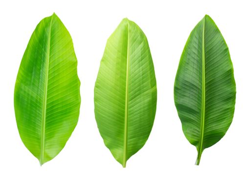 Fresh banana leaves isolated on white background with clipping path.