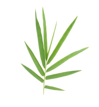 Bamboo leaves isolated on white background with clipping path.