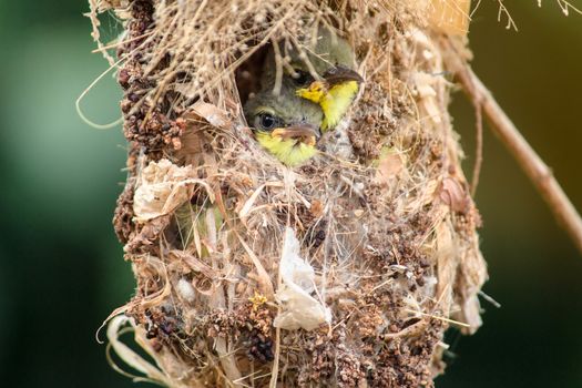 Close up of Olive-backed Sunbird family; baby bird in a bird nest hanging on tree branch waiting food from mother. Common birds in Asia, it reuse scrap for nesting materials. Selective focus.