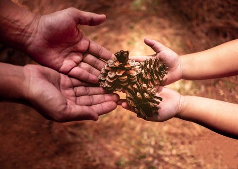 Asian mom and daughter holding Several pine cones in hand with sunlight in the morning. Relaxation travel concept.