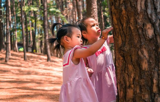 Asian little girl playing together in the pine forest at Chiang Mai, Thailand, looking bark of tree. Playing is learning for children.