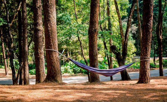 Blue hammock is hanging on trees in pine forest for repose with mild sunlight in the morning. Relaxation travel concept.