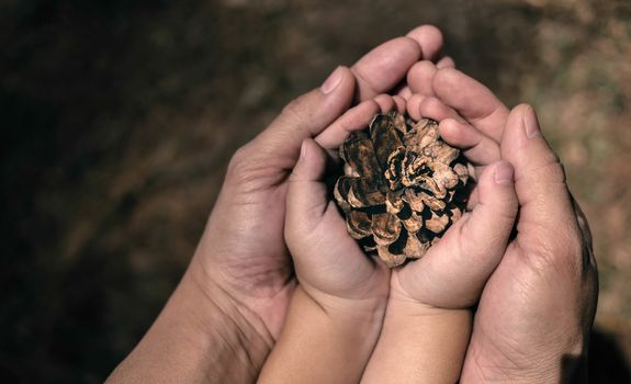 Asian mom and daughter holding pine cone in hand together with sunlight in the morning. Protect and care concept.