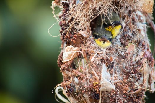 Close up of Olive-backed Sunbird family; baby bird in a bird nest hanging on tree branch waiting food from mother. Common birds in Asia, it reuse scrap for nesting materials. Selective focus.