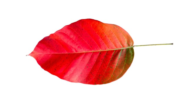Red leaf isolated on white background. Autumn background concept.