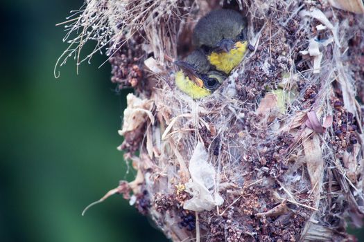 Close up of Olive-backed Sunbird family; baby bird in a bird nest hanging on tree branch waiting food from mother. Common birds in Asia, it reuse scrap for nesting materials. Selective focus.