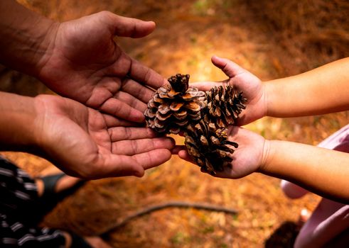 Asian mom and daughter holding Several pine cones in hand with sunlight in the morning. Relaxation travel concept.