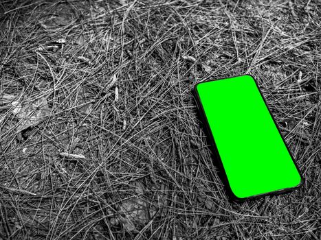 Smart phone place on the ground in the pine forest in a summer day. Travel and technology concept.