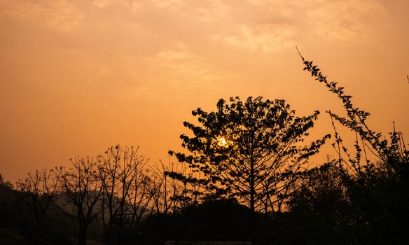 Silhouette trees in the garden with golden sky and sunset background.