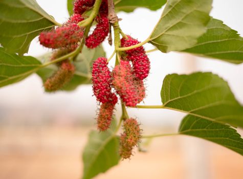 Close up of Fresh red unripe mulberries on the branch in mulberry garden. Healthy berry fruit.