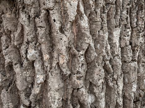 Close-up of bark texture. Nature background.