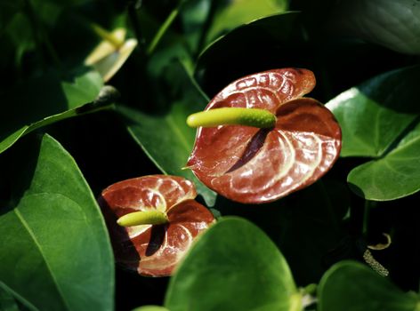 Close-up photo of Anthurium and green leaves with sunlight background.