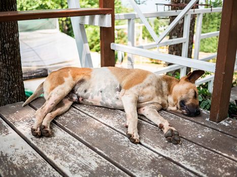 Dogs lying on the wooden balcony in garden.