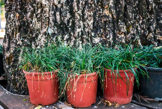 Trees planted in terracotta pots placed under a large tree in the garden. Garden decoration.