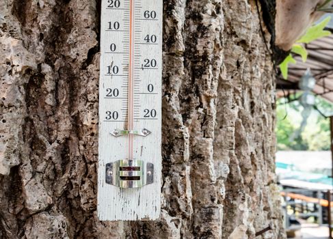 Close-up of bark texture with mercury thermometer. Nature background.