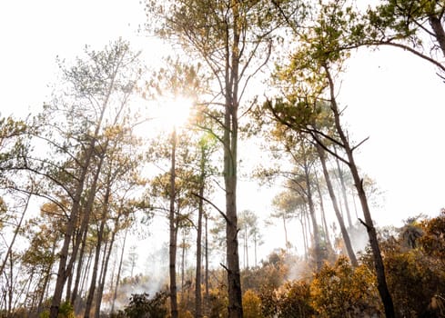 Smoke rising from ground after forest fire, Haze in the atmosphere. Ash covered forest after fire. Wildfire in Hot summer weather at Chiang Mai, Thailand. Selective Focus. PM 2.5