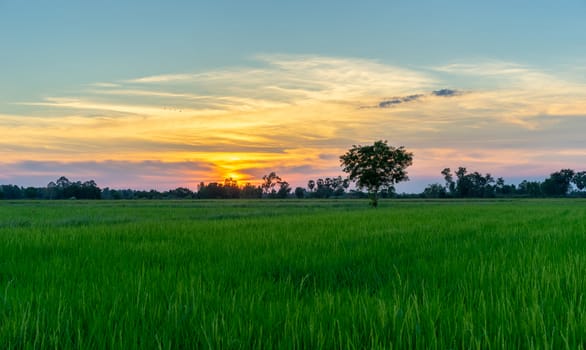 Tree in green field and sunset in countryside