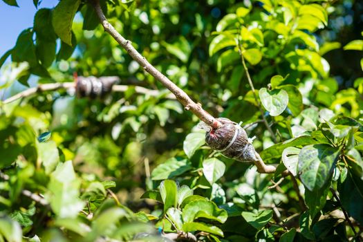 grafting in the branch of a tree in the garden