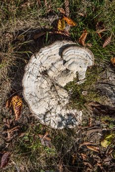 poor tree fungi on dead wood