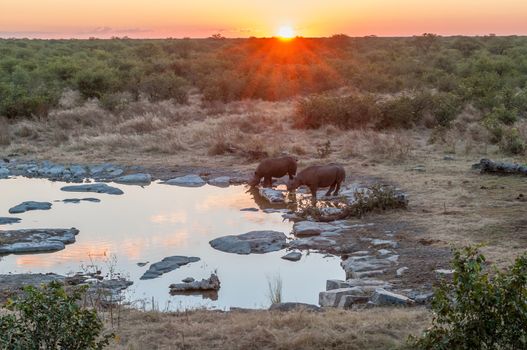 Two black rhinos, Diceros bicornis, drinking water with the sun setting behind them