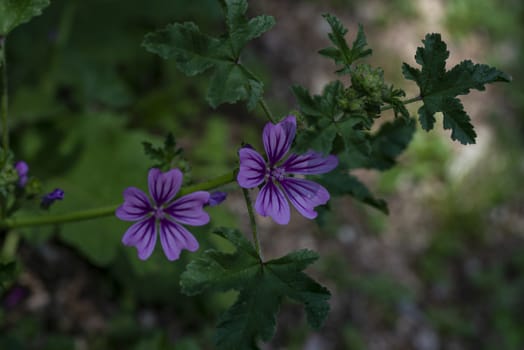 mallow flowers in full summer with its bright colors
