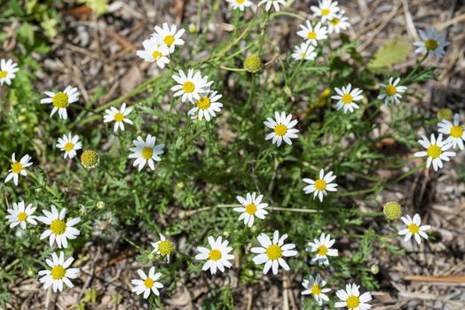 daisy flowers for use of chamomile for private use