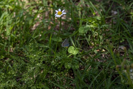 aricia of the fields intact tranquility near a daisy