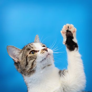 Portrait of a cat with a raised paw large on a blue background