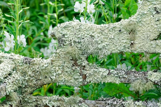 Weathered Garden seat covered in Lichen.