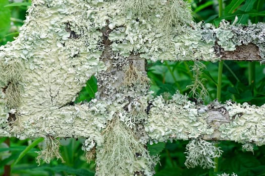 Weathered Garden seat covered in Lichen.