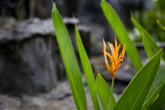 Tropical flower (Heliconia psittacorum) in the garden