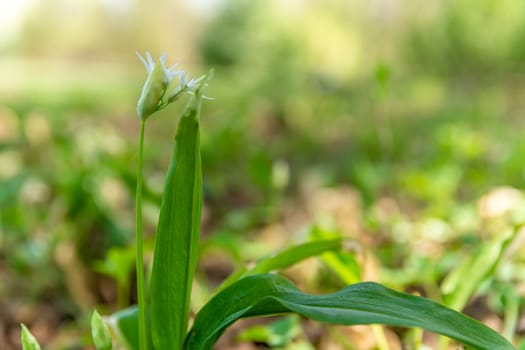 blooming garlic bears on a green meadow in the forest