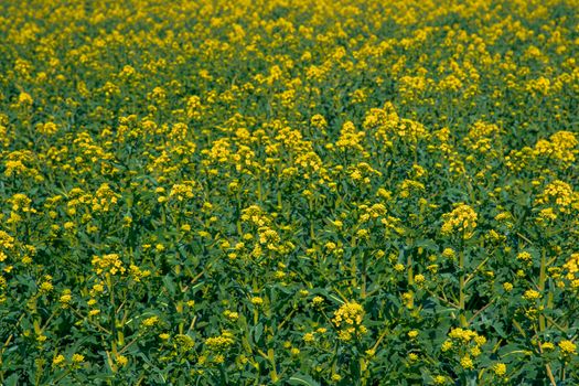 field of flowering oilseed rape.