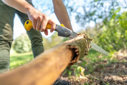 A man cuts a dry branch with a hand saw in the woods.