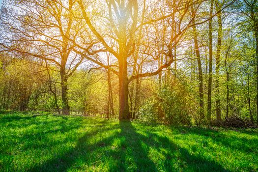 the sun shines through a tree branch and throws a shadow on a green meadow.