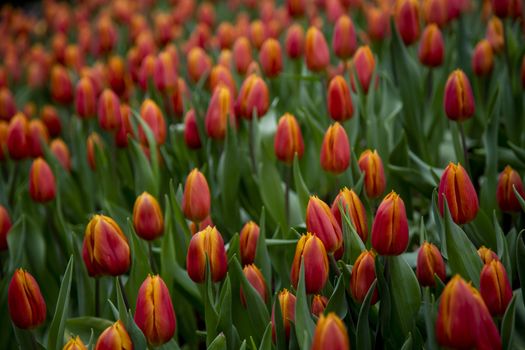Group of tulip flowers blooming in the garden