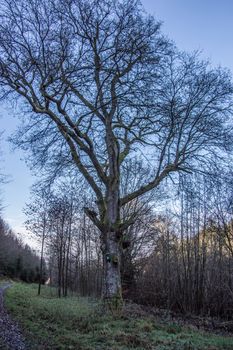 knotty oak in winter