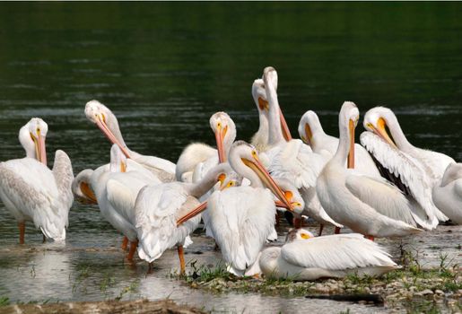 Pelicans feeding. Red Deer river in Alberta Canada.