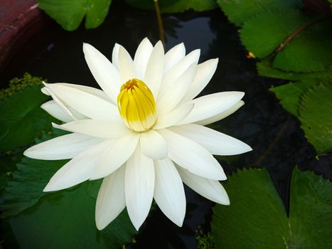 Close up lotus blossom blooming in pond