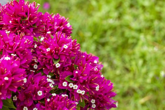 Bougainvillea flower pink color blooming in the garden