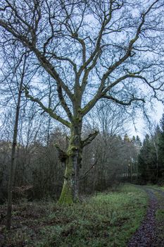 knotty oak in winter