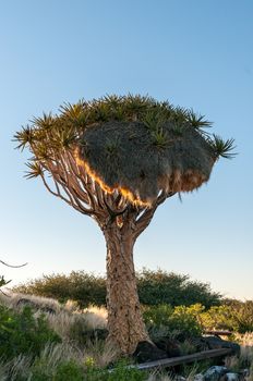 A quiver tree with a community bird nest at sunrise at the Quiver Tree Forest near Keetmanshoop in Southern Namibia